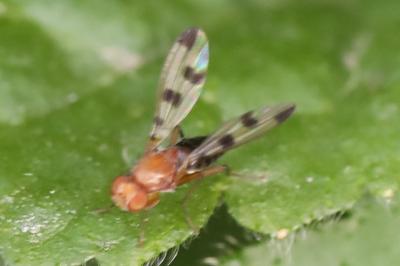 <i>Geomyza tripunctata</i>