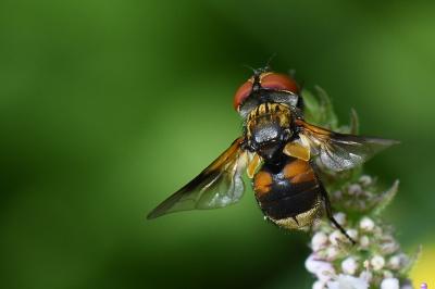 <i>Ectophasia crassipennis</i>