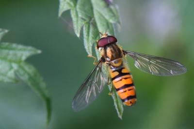 <i>Episyrphus balteatus</i>