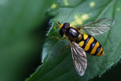 Eupeodes latifasciatus