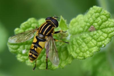 <i>Helophilus pendulus</i>