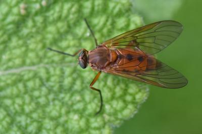 <i>Rhagio tringarius</i>