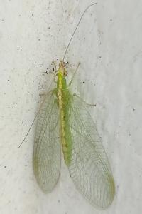 <i>Chrysoperla</i>