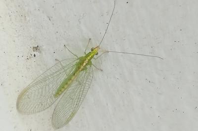 <i>Chrysoperla</i>