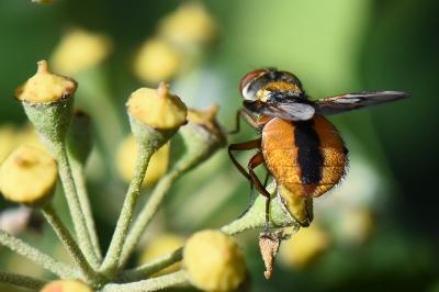 <i>Ectophasia crassipennis</i>