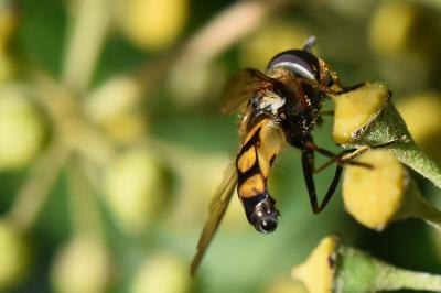 <i>Didea fasciata</i>