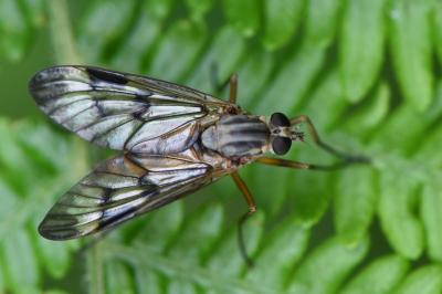 <i>Rhagio scolopaceus</i>
