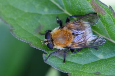 <i>Matsumyia berberina</i>