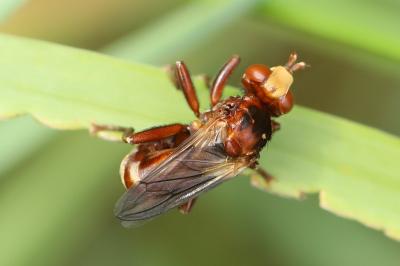 <i>Sicus ferrugineus</i>