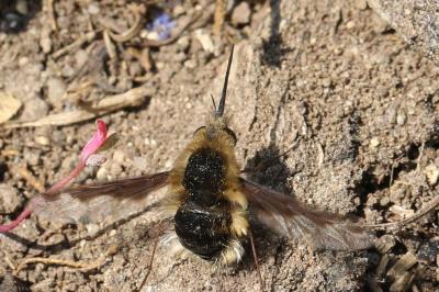 <i>Bombylius major</i>