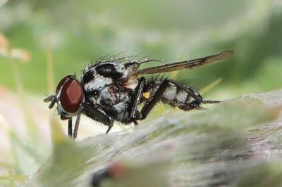 <i>Anthomyia procellaris</i>