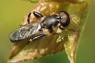 <i>Syritta pipiens</i>