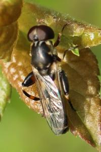 <i>Syritta pipiens</i>