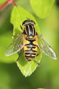 <i>Helophilus pendulus</i>