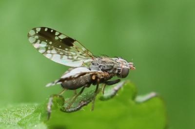 Tephritis neesii