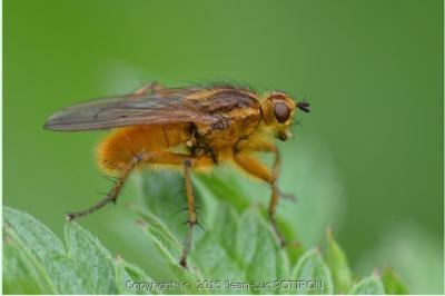<i>Scathophaga stercoraria</i>