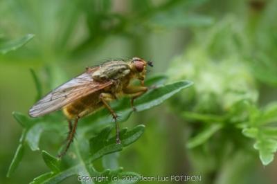 <i>Scathophaga stercoraria</i>