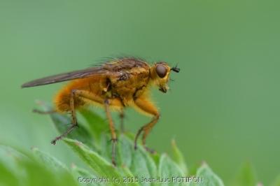 <i>Scathophaga stercoraria</i>