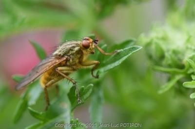<i>Scathophaga stercoraria</i>