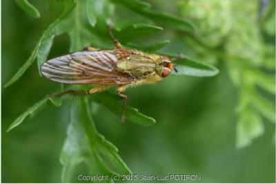 <i>Scathophaga stercoraria</i>