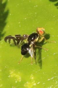 <i>Euleia heraclei</i>