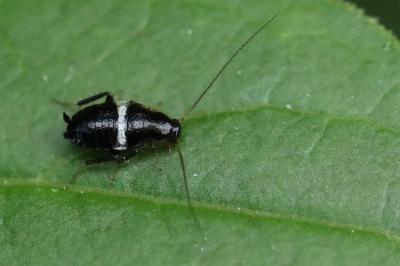 <i>Planuncus vinzi</i>
