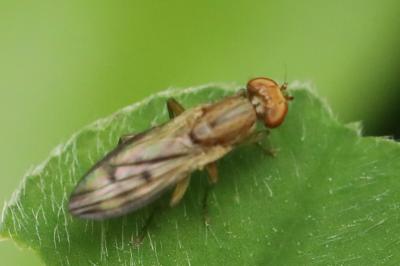 <i>Opomyza</i>