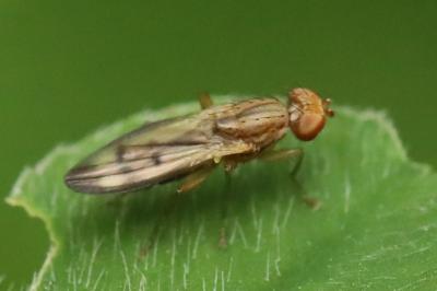 <i>Opomyza</i>