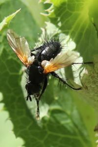 <i>Zophomyia temula</i>
