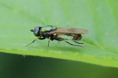 <i>Chloromyia formosa</i>
