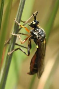 <i>Dioctria rufipes</i>