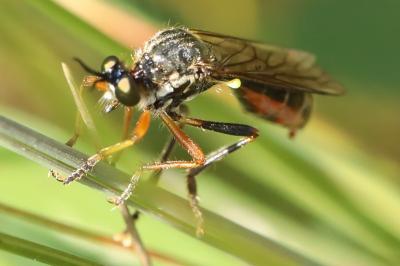 <i>Dioctria rufipes</i>