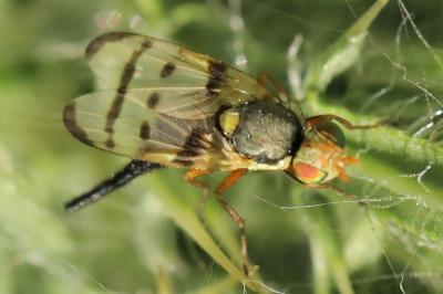 <i>Urophora solstitialis</i>