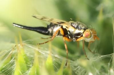 <i>Urophora solstitialis</i>