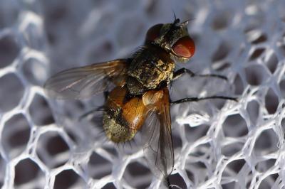<i>Eliozeta helluo</i>