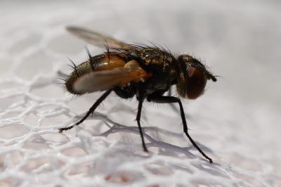 <i>Eliozeta helluo</i>