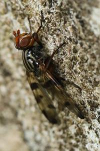 <i>Otites porcus</i>
