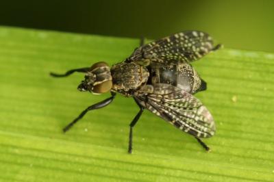 <i>Platystoma seminationis</i>