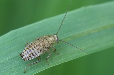 <i>Ectobius pallidus</i>