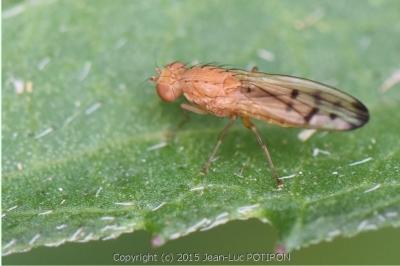 <i>Opomyza florum</i>