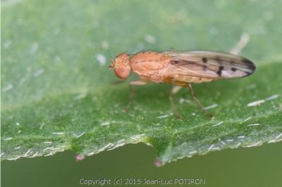 <i>Opomyza florum</i>