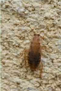 <i>Planuncus vinzi</i>