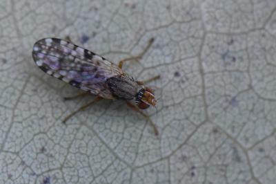 <i>Campiglossa bidentis</i>
