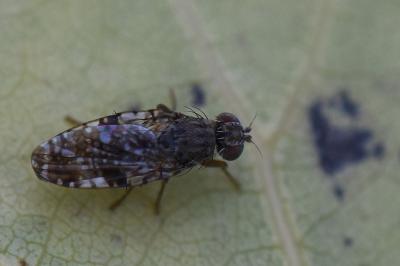 <i>Tephritis vespertina</i>