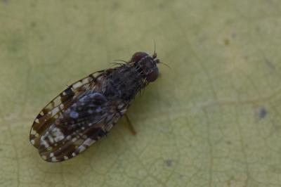 <i>Tephritis vespertina</i>