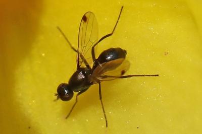 <i>Sepsis fulgens</i>