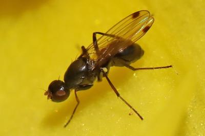 <i>Sepsis fulgens</i>
