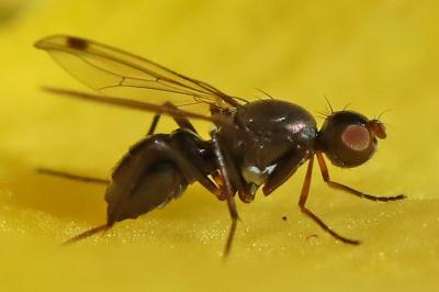 <i>Sepsis fulgens</i>