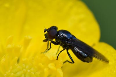 <i>Melanogaster nuda</i>