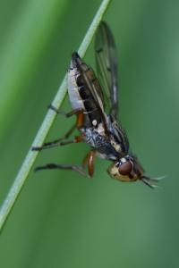 <i>Dorycera graminum</i>